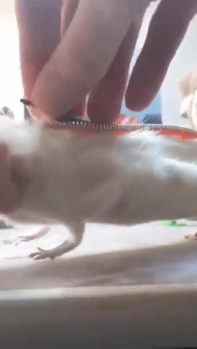 Pencil case with a surprise!