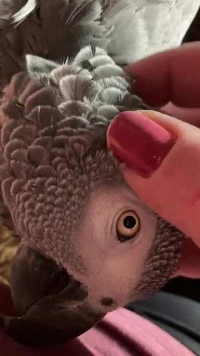 The joy in watching my birds relax.