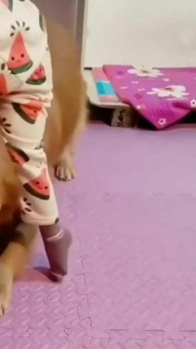 HoOman Use dOGGO AS PerSoNal STAiR