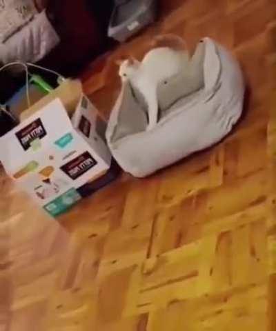 If I can fits and sits in the box than my bed should be able to fits too