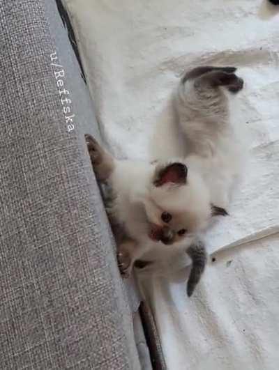 Set me free! I'm innocent! 😥