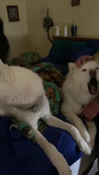 Brother and sister wolfie telling us it’s time for their morning yard adventures…that squeak though 😂🤣