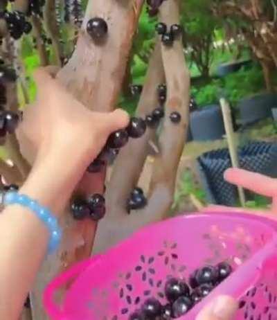 Some trees grow their flowers and fruit directly from their trunks. The term for this is Cauliflory. It’s a strategy evolved so climbing animals can pollinate or disperse their seeds. This is a Brazilian jaboticaba grape tree.