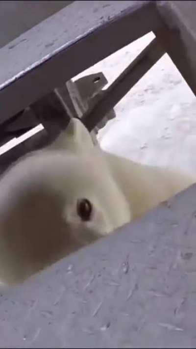 fuck it, posting random memes everyday pt.2