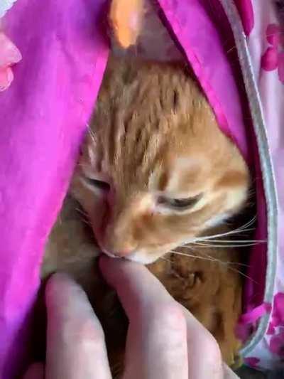 This adorable Backpack Kitty captured my heart! (Not my kitty, sadly!)