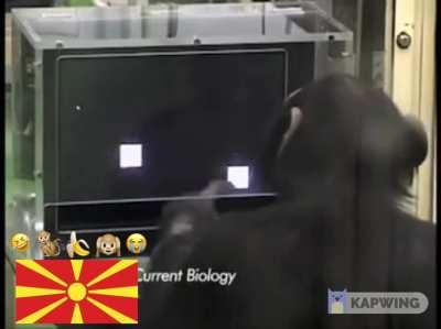 A Monkeydonian🇲🇰 showing how smart he is🙊🍌😂😭🤣🤮