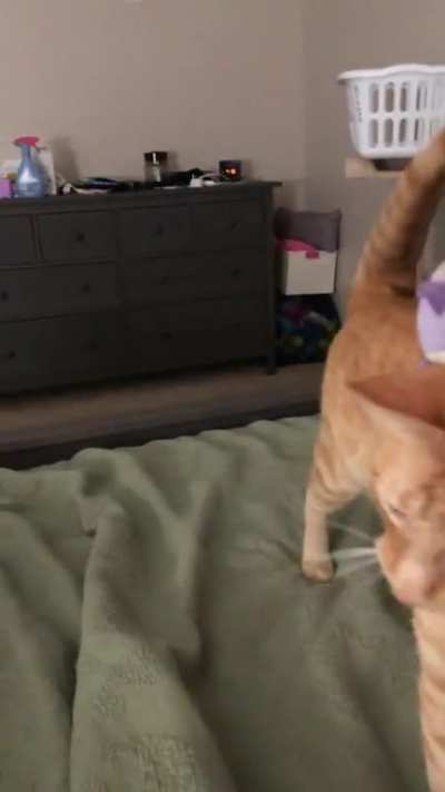 One of my cats trained me to play fetch at 4am every morning.