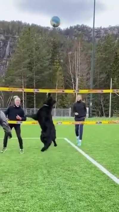 This dog is literally Air Bud in real life