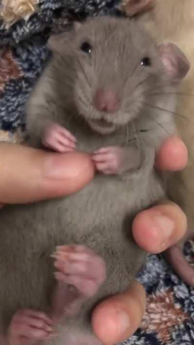 Scientists know that rats like to have their bellies tickled, so they used that as basis for testing happiness in rats. They found out that the ears of rats undergoing tickling became droopier and pinker - subtle signs of being relaxed and happy