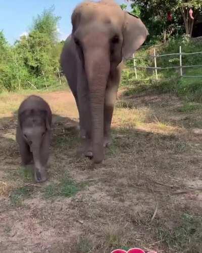 Greatest table manners!