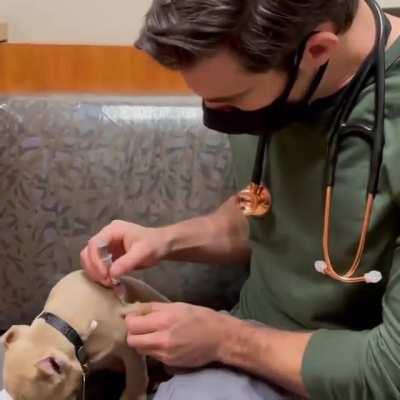 MenTaLLy derAnGeD dOCtOR iNjECTs pOiSoN inTo iNnoCENT puPpies wIthouT THEm EveN KnowInG!