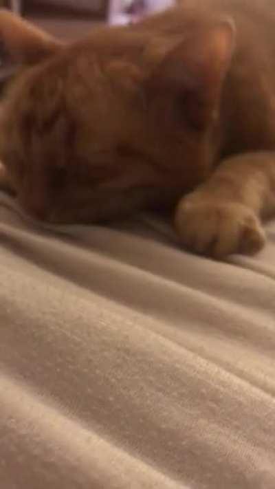 My cat Cricket giving cuddles