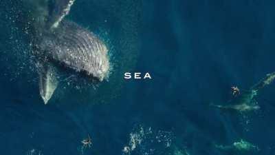 Witness incredible animals and stunning scenery in America the Beautiful, narrated by Michael B. Jordan. Now streaming only on Disney+