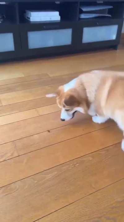 Finding a new friend🐝