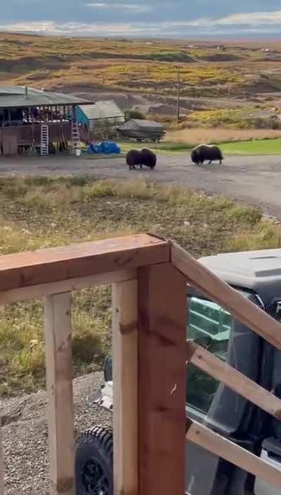 🔥 These two muskoxen headbutting in the street