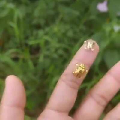 The Golden Tortoise Beetle (Aspidimorpha sanctaecrucis)