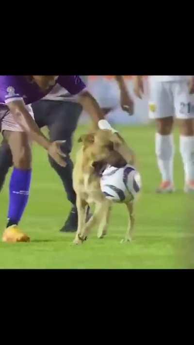 Dog Decides To Join The Soccer Game