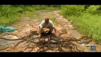 Indian snake catcher releases hundreds of snakes at ones.