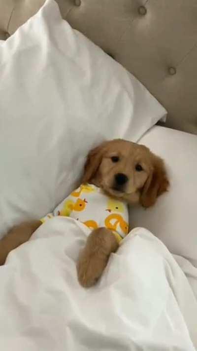 And not just bark at the mailman through the window!