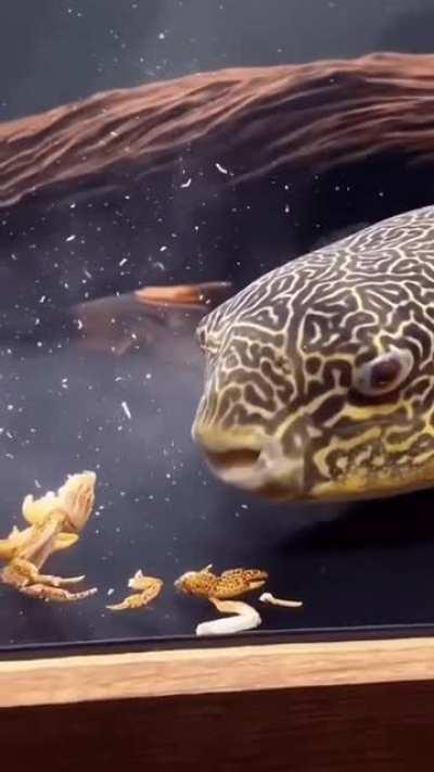Pufferfish may look harmless but watch your fingers