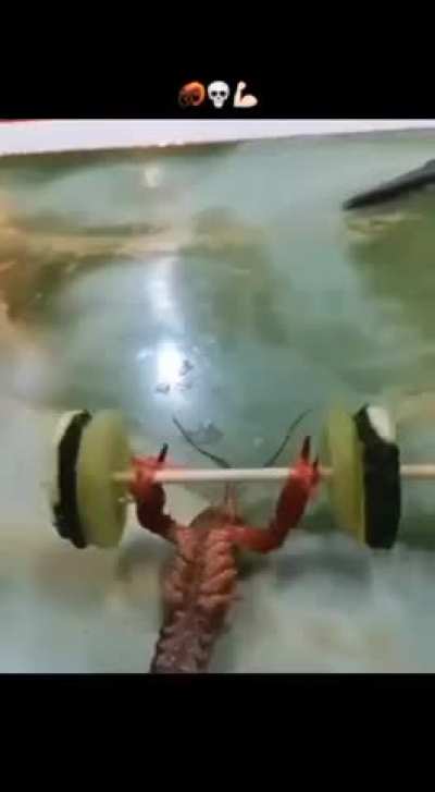 🦐💀💪