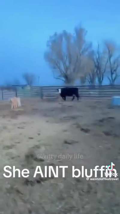 Cows bullying humans