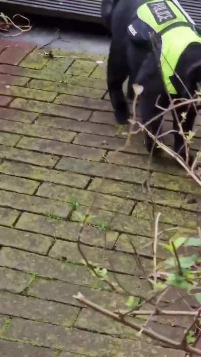 wunkus on the line of duty