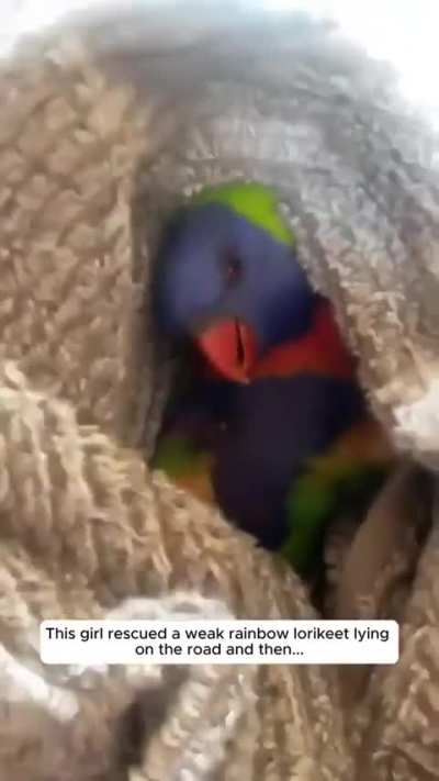 Girl saved a rainbow lorikeet