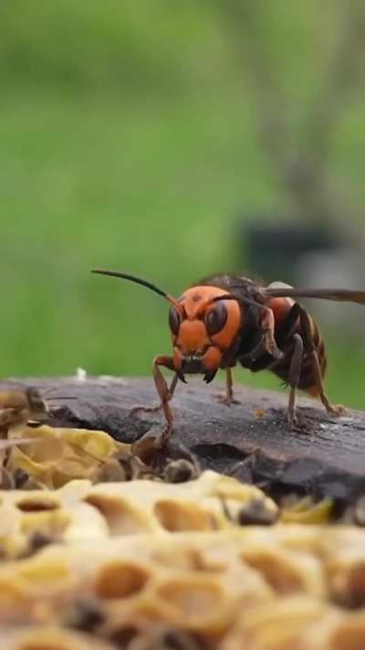 This lone bee stood its ground against a predator many times its size.
