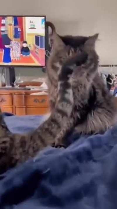 A kangaroo, not a cat 🤣