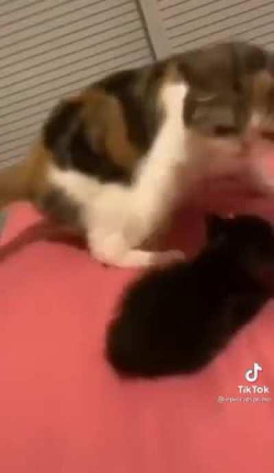 He ain’t do nun tho