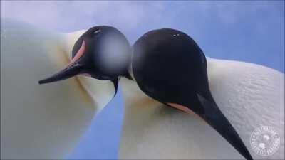 POV: You're using Windows in front of linux users