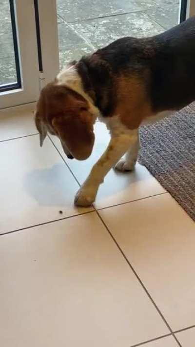 When you’re a hunting dog that wouldn’t hurt a fly (oc)