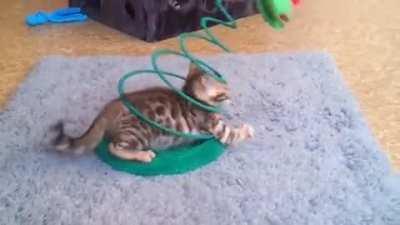 One day he'll figure out how attacking things works