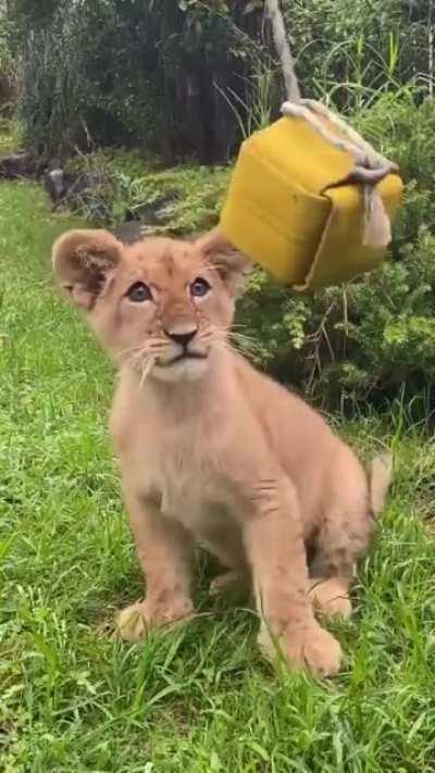 Beautiful Baby Big Cat.