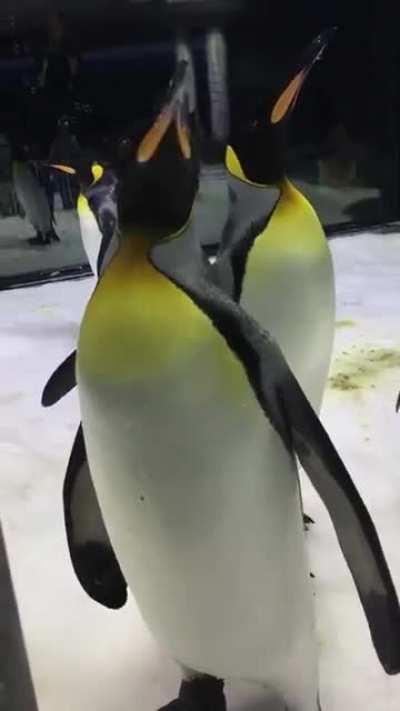 Penguins playing with bubbles
