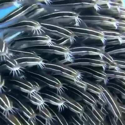 Looks like they are walking or shuffling