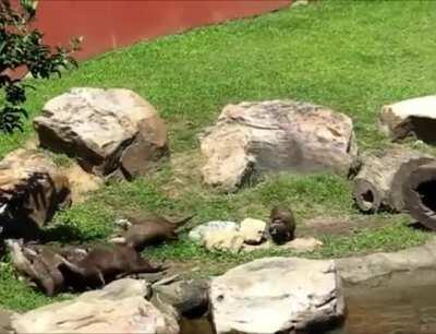 A herd of otters chasing a butterfly around