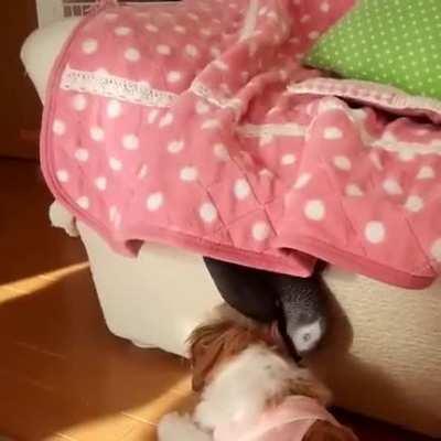 Hey, wanna play? - Dog probably