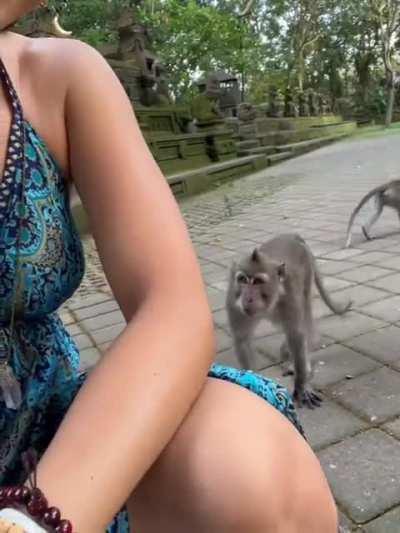 Little naught monkey