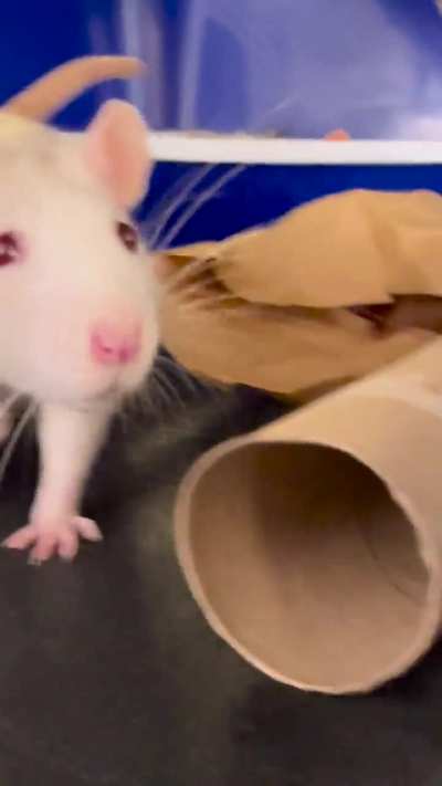 I’m so in love with my little rats