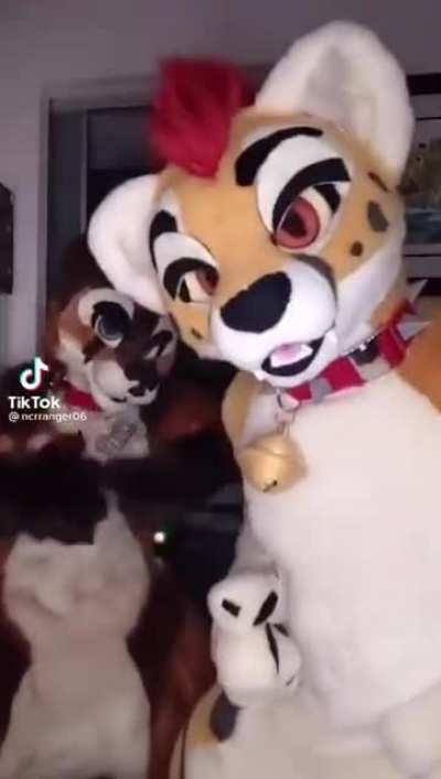 No more furries in my house