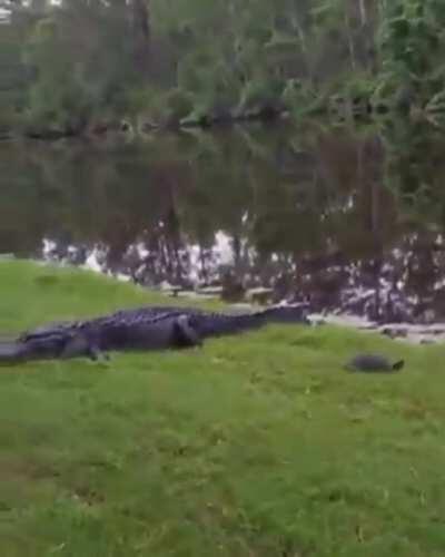 That crocodile was so salty