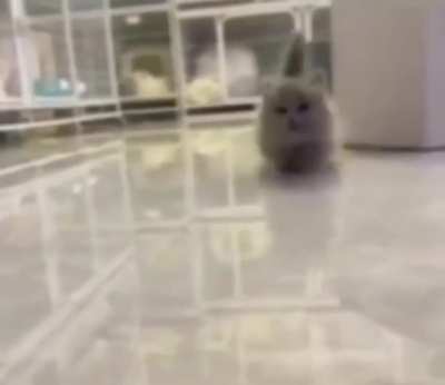 I got bored so I added demoman sounds to this gif