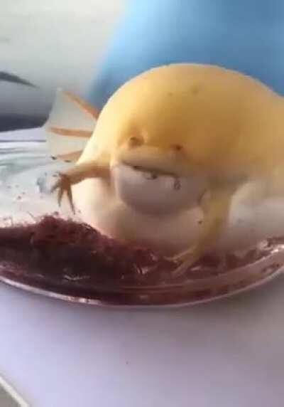 What kind of strange frog is this 🐸??