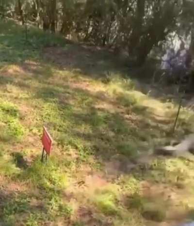 HMRB while i play the croc smash game.