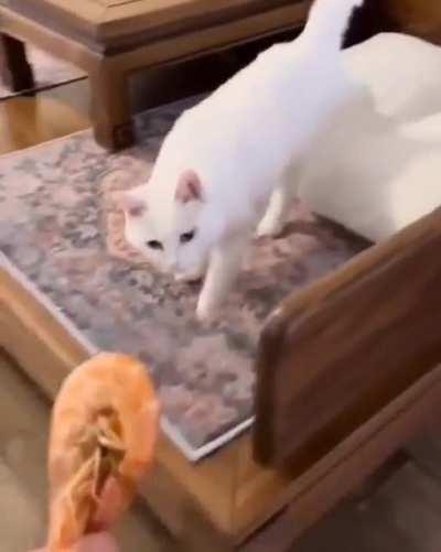 There're two types of cats.🐈🦐😅