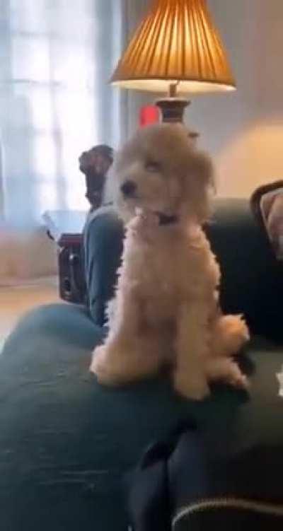 Me, when papa Cohen tweets: