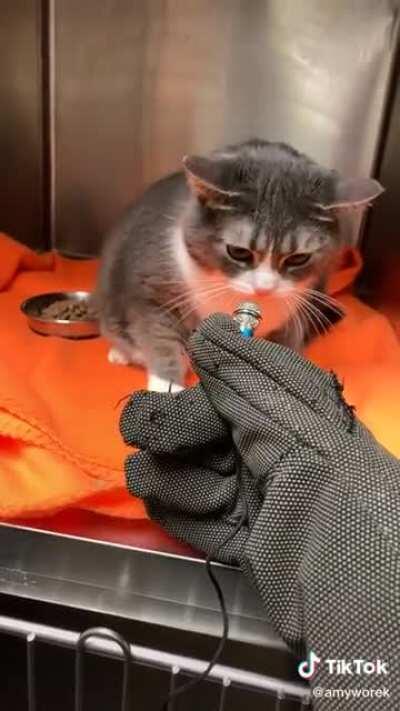 Cats who eat bees might yell