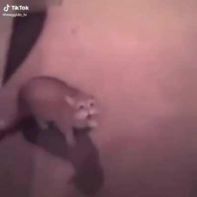 Esses gatos tão evoluindo cada vez mais...